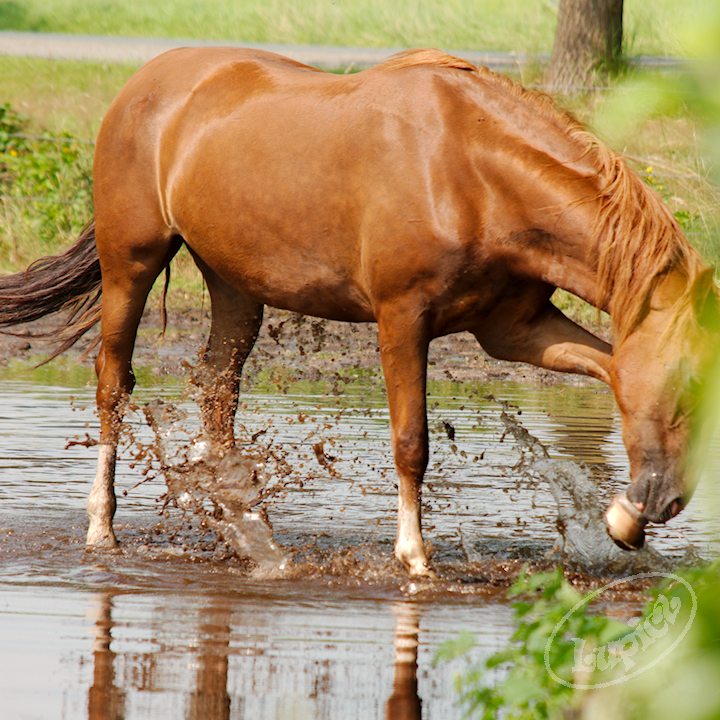 PAARDEN WATEROVERLAST (221)